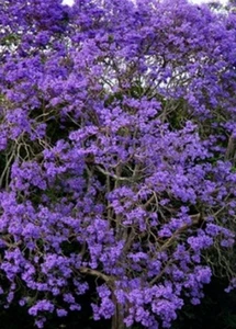 Jacaranda Mimosifolia - Jacaranda - Tarco - 170 Saatgut Frische - Bild 1 von 1