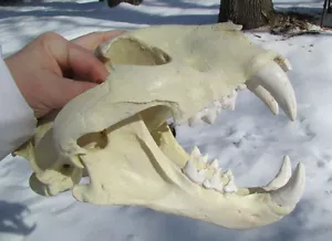 Tigon lion tiger hybrid skull cast taxidermy liger replica - Picture 1 of 1