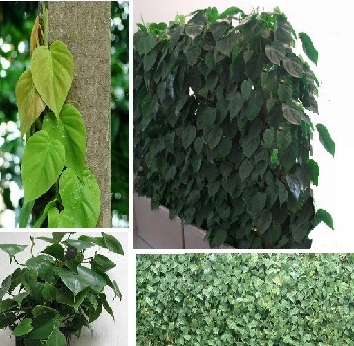 2 x Kletter-Philodendron schnellwüchsige exotische Pflanzen im für den Garten - Bild 1 von 1