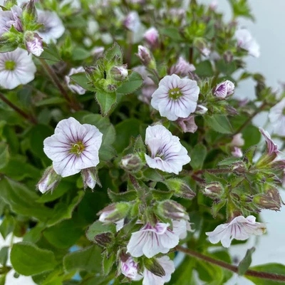 Bio Himalaja-Schleierkraut weiß Topf 11x11 cm 3 Pflanzen - Bild 1 von 4