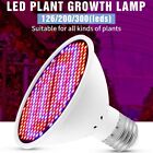 High Density Hydroponic Lights Full Spectrum Phyto Lamp  Plant Flower