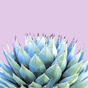 Servilleta "Suculenta" - Imagen 1 de 2