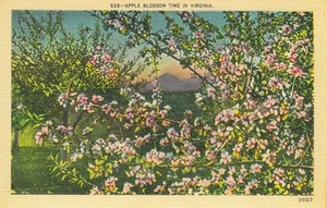 Postcard Pink Apple Blossom Time In Virginia - Picture 1 of 2