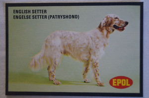 Dogs Vintage 1974 Epol Animal Feeds Colour Collector Card - English Setter