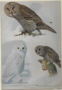 ART (1936) FUERTES BIRDS #54 "SNOWY OWL GREAT GRAY OWL" Color Plate Lithograph - Picture 1 of 1