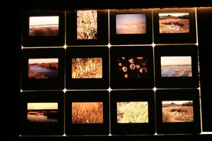 Black Point Wildlife Photo Slide Lot of 32 Nature Flowers Merritt Island Florida - Picture 1 of 6