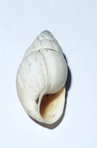 Zebrina detrita - ENIDAE - Hungarian Land Snail Shell - 19.8mm F++ #8066 - Picture 1 of 2