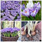 25 CROCUS BULBS STRIPED (ACTIVELY GROWING) Spring Flowering Bulbs plants flowers