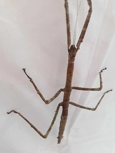 100x Huevos GIGANTES Palo Insectos (Tirachoidea jiantengligensis) - Imagen 1 de 2
