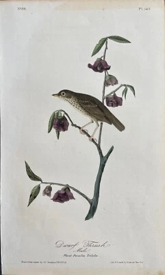 Audubon Golden Crowned Wagtail (Thrush) Pl 148 Birds Of America 1st Ed. Octavo - Image 1 of 3