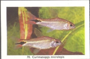 Rizla (NL) - Exotic Aquarium Fish, Series 2, overprint back - 70 - Curimatopsis - Picture 1 of 2