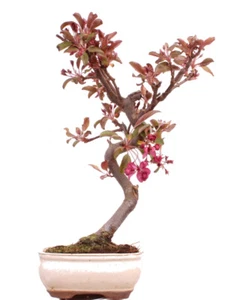Bonsai - Malus domestica Red, Zierapfel 225/12 - Bild 1 von 4