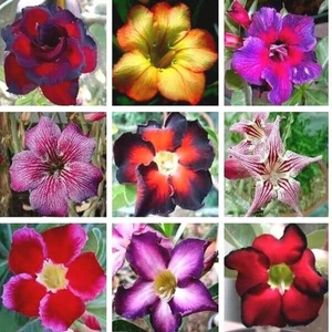 Frische Samen Wüstenrose Adenium Obesum x 10 - Bild 1 von 49