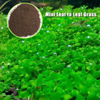 1Bag Aquarium Plant Seeds Aquatic Mini Hair Grass Carpet Water Grass Fish Tank ?