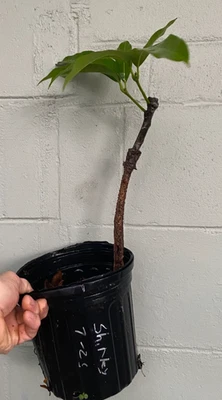 Mango Shirley injertado 1 galón Foto 1 de 4