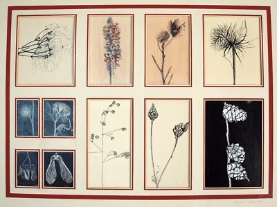 Маргарет Хоукс (20 век) 11 ботанических эскизов, смонтированных вместе 1969 - Изображение 1 из 4