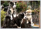 Postcard Akita Inu Puppies Dog Breed Canis lupus familiaris