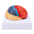 Anatomical Model Of The Human Brain Indicator Diagram Anatomical Model Ids