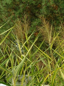Längsgestreiftes Schilf (Phragmites communis variegata) - Bild 1 von 3