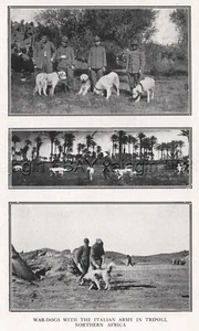 Perro Grandes Pirineos o perros de guerra Maremma italianos, impresión antigua rara - Imagen 1 de 5
