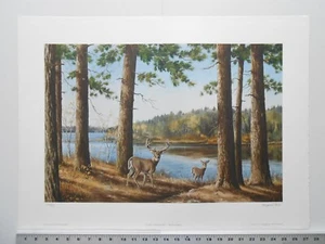 Impresión Maynard Reece SOLITUDE-WHITETAIL DEER edición limitada 137/950 de 1974 - Imagen 1 de 8