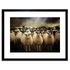 Sheep Flock Farm Animal Framed Art Print Picture Mount Photo 9x7 Inch