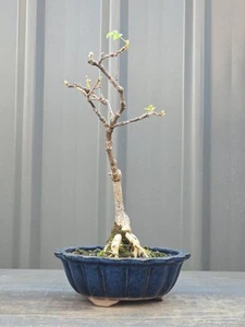 PACIFIC BLUE 💙Wisteria Bonsai🔹️Cascading FREE EXPRESS POST with the POT - Picture 1 of 7