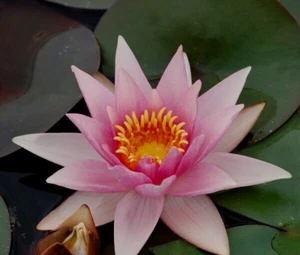 15 Seerosensamen „Lustrous“ „Nymphaea Lotus“ - Bild 1 von 1