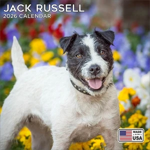 Jack Russell Kalender 2026 - Wandkalender Hunderasse - Made in USA! - Bild 1 von 8
