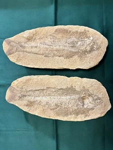 Fossile pesce doppia matrice 33 cm - Foto 1 di 7