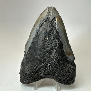 Megalodon Shark Tooth 5.18 Inch - Unique - Authentic Fossil - Carolina 19544 - Picture 1 of 8