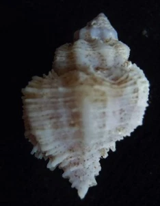 seashell Babelomurex bulbiformis 25-30mm Gem/F+++ - Picture 1 of 3