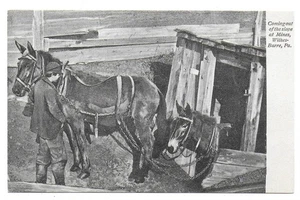 Wilkes-Barre, Pa - Coal Industry - Coming Out of the Slope at Mines - Picture 1 of 2
