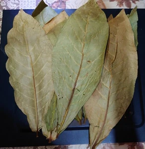 500 leaf Dried Indian Almond dry Leaves Catappa for Fish, Shrimp, Aquarium care - Picture 1 of 13