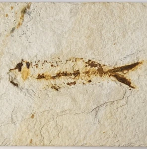 Knightia eocaena Fossil Fish - Green River Fm. - Split Fish Layer - WY - Picture 1 of 8