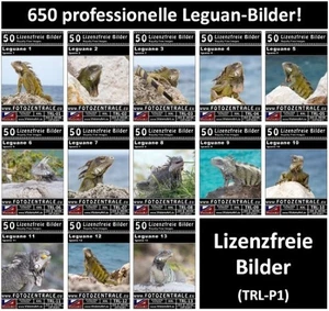650 Lizenzfreie Leguan-Bilder! Reptilien Reise NP 89,- - Bild 1 von 14