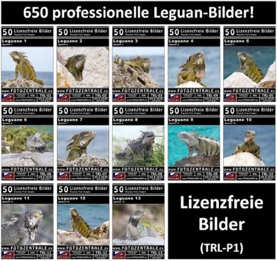 650 Lizenzfreie Leguan-Bilder! Reptilien Reise NP 89,- - Bild 1 von 4