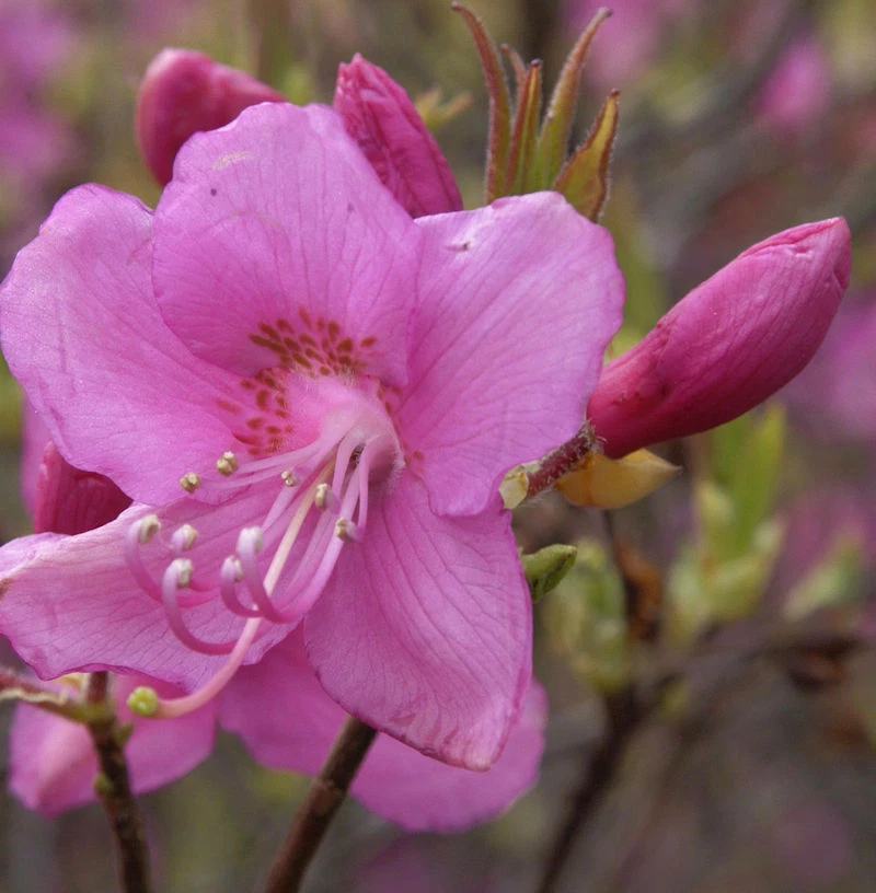 Rododendro albrechtii 30-40 cm - Immagine 1 di 1