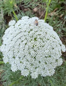 Green Mist - Queen Anne’s Lace - 150+ Seeds - Stunning Flower / Free Post - Picture 1 of 20