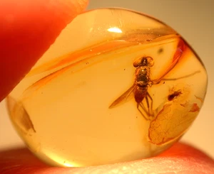 Beautiful Dolichopodid Fly with Large Eyes in Dominican Amber Fossil - Picture 1 of 14
