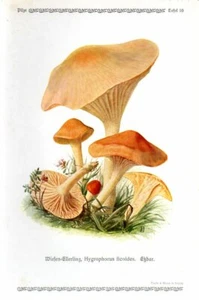 1913 GRAMBERG CHROMOLITHOGRAPH Mushrooms: meadow waxcap, butter meadowcap - Imagen 1 de 3