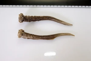 2 Geweihstangen vom Reh Geweih Deko Tischdeko Floristik - Bild 1 von 2