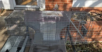 Jaula trampa para animales vivos Havahart mapache 32x10x12 hecha en EE. UU. Foto 1 de 4