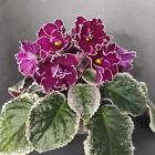 African Violet / Usambaraveilchen LE-Polina Viardo 2 Blätter
