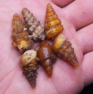 6pcs 27-28mm Gastropod Transparent Fossil Chalcedony mineral Agate Jurassic 1088 - Picture 1 of 6