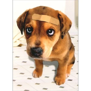 Get Well Greeting Card - Band Aid Dog - Picture 1 of 2