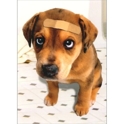 Get Well Greeting Card - Band Aid Dog - Image 1 of 2
