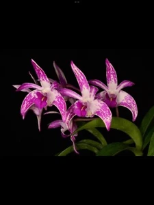 Orchid Hybrid Dendrobium Star King ‘Irvine’ ( seedling ) - Picture 1 of 5