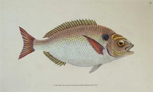 Antiker Fischdruck VERGOLDETER SEEBRASSE, DORADE Original Donovan Vintage 1808 - Bild 1 von 2
