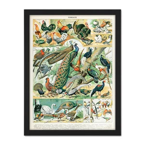 Millot Encyclopedia Page Birds Peacock Chicken Framed Wall Art Print 18X24 In - Bild 1 von 25